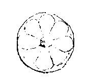 Fig 237.--Tile inlay, Tell el Yah�deh. 