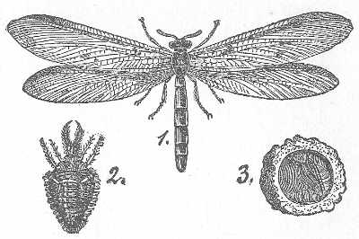 9. MYRMELEO FORMICARIUS. ANT-LION. HERTWIG, FROM
SCHMARDA.