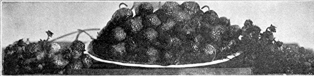 Everbearing strawberries, No. 1017. Minnesota State
Fruit-Breeding Farm. Gathered October 12, 1915.