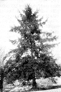 A veteran white spruce at Mr. Cook's place.