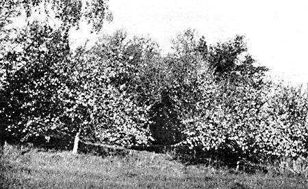 A corner of the home orchard at the Paynesville Station.