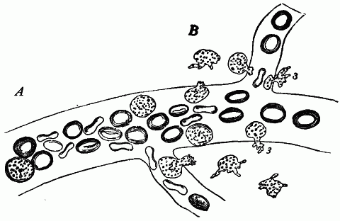 Blood Cells Coloring Pages