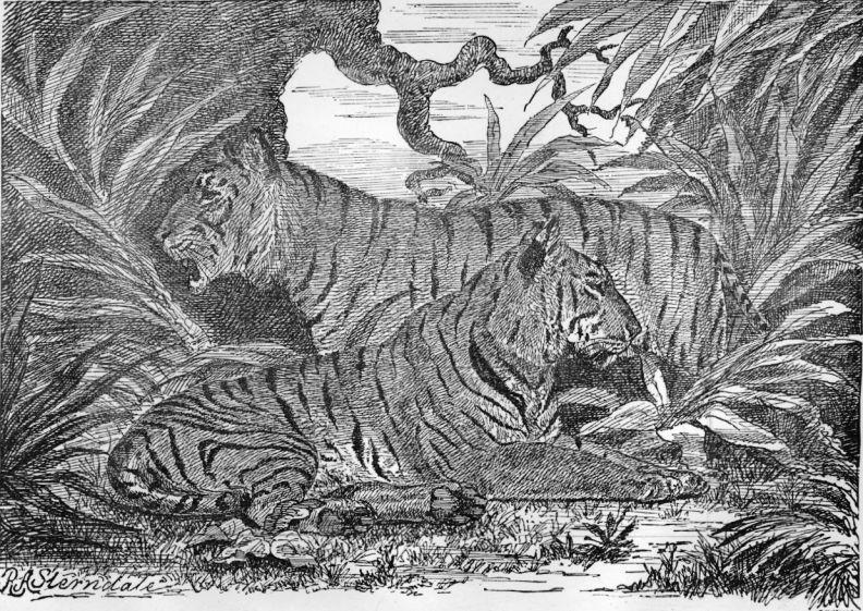 Brute Ratel Vs. Brute Tiger, Killing Bites Wiki