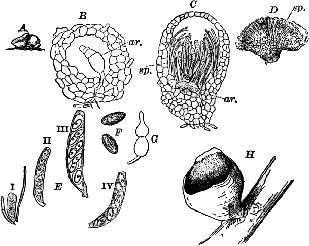 Nature and development of plants . The basal portion of the sporo-phyte  develops into a massive foot, often provided with rhizoidal-like  outgrowths, which serve as a very efficient absorbing organ.The upper  portions