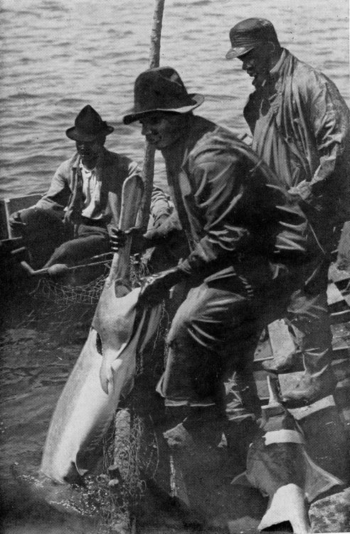 The Project Gutenberg eBook of The Boy with the U. S. Fisheries