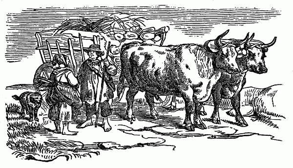 The Project Gutenberg Ebook Of Cattle And Their Diseases By Robert Jennings V S