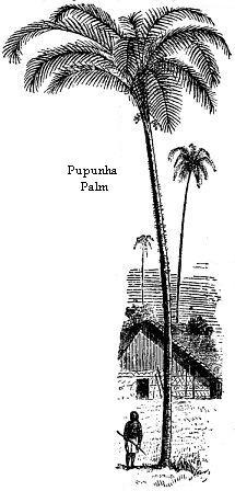 Pupunha Palm.