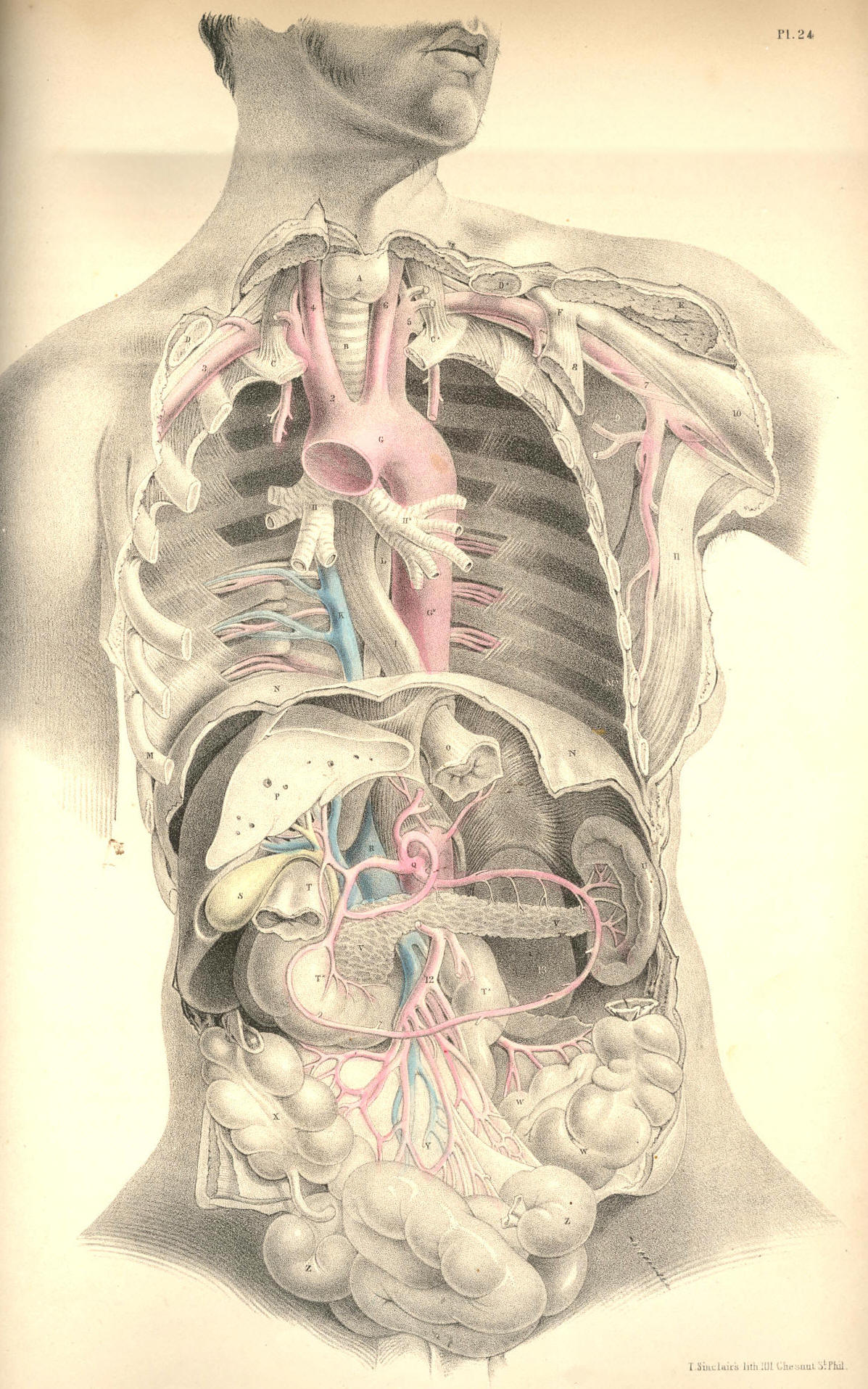 The Project Gutenberg eBook of Surgical Anatomy, by Joseph Maclise