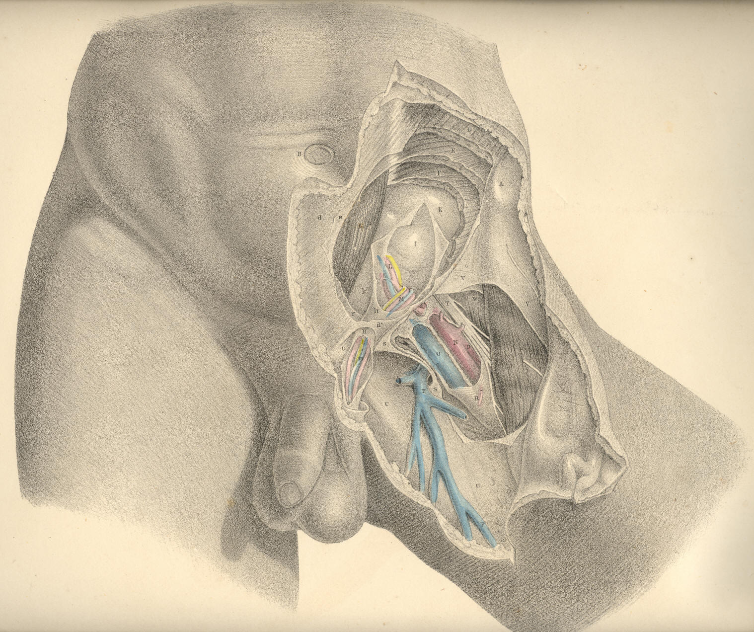 4: Anatomical illustrations: fascia enclosures, e.g., fascia lata