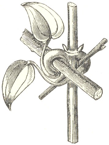 Fig. 1.  Clematis glandulosa.  With two young leaves clasping
two twigs, with the clasping portions thickened