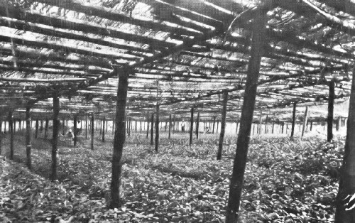 Coffee Nursery Under a Bamboo Roof in Colombia