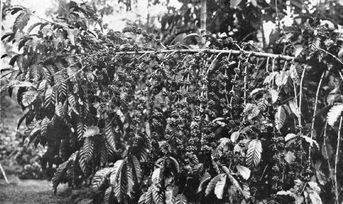 A Heavy Fruiting of Coffea Robusta in Java