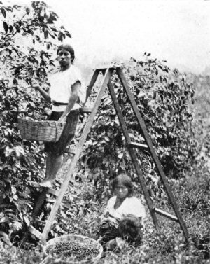 Indians Picking Coffee, Guatemala