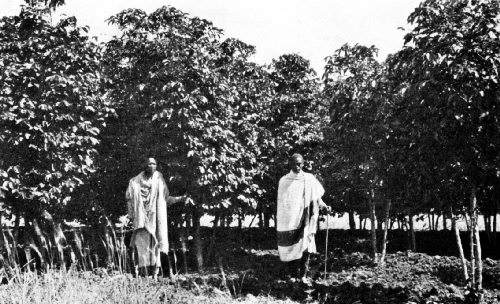 A Galla Coffee Grower, and His Helper, in His Grove of Young Trees near Harar