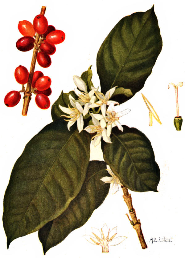 COFFEE ARABICA; LEAVES, FLOWERS AND FRUIT