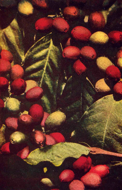 A CLOSE-UP OF RIPE COFFEE BERRIES