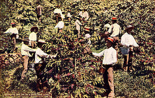Japanese Laborers Picking Coffee on Kona Side, Island of Hawaii