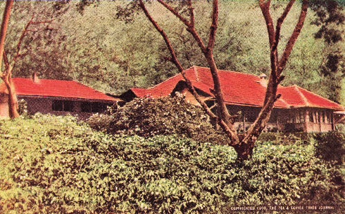 Planter's Bungalow with Coffee Trees in Flower, Mysore