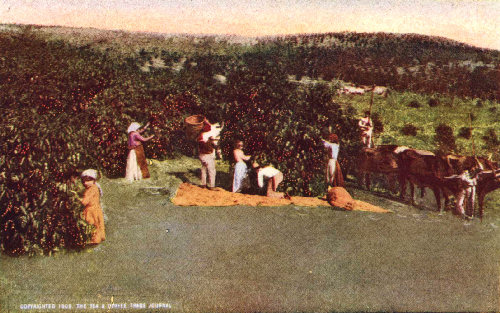 Men and Women Laborers Picking Coffee on a São Paulo Estate