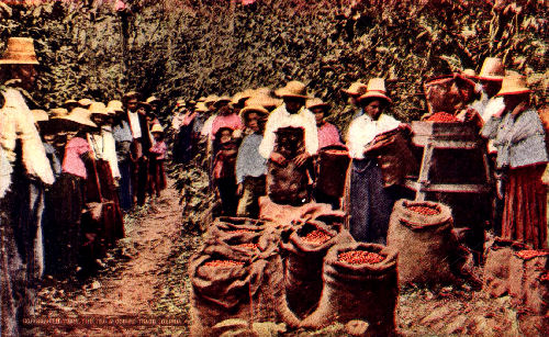 Laborers Bringing in the Day's Pickings, Near Bogota, Colombia