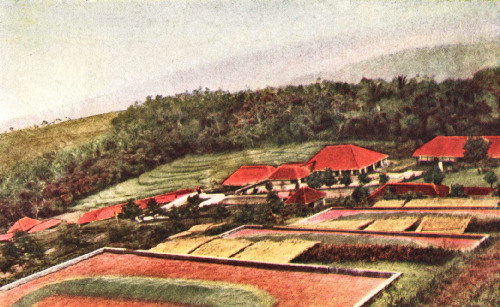 Drying Grounds and Factory in the Preanger Regency