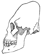 Drawing of a skull