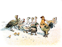 la basse-cour en colre