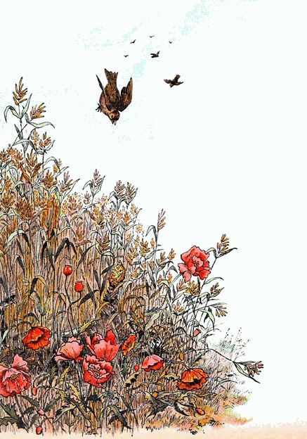 les moineaux venaient picorer les pis