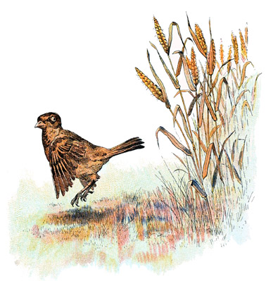 il prit dsormais chaque pi pour une patte de chat