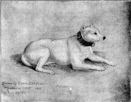 "PINCHER."

From the Drawing by Sir Edwin Landseer.