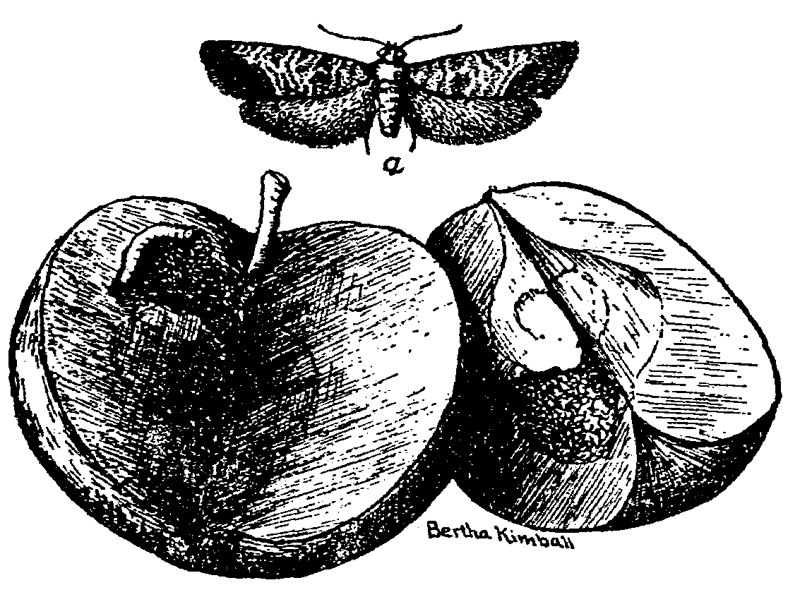The Project Gutenberg eBook of The Apple, Compiled And Revised By