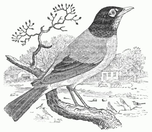 THE AMERICAN ROBIN