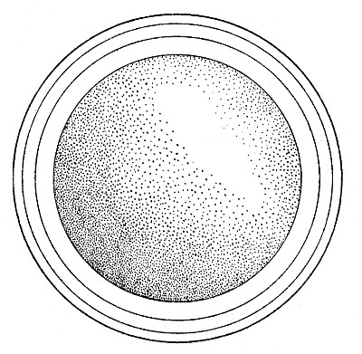 Fig. 1. Diagram of an egg of Pseudoeurycea belli from
San Juan de Parangaricutiro, Michoacán. × 10.