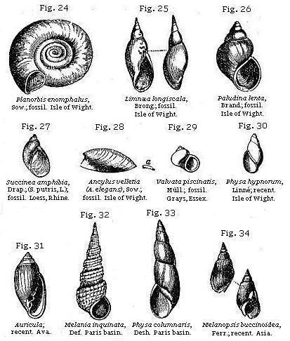 The Project Gutenberg eBook of The Student's Elements of Geology, by ...