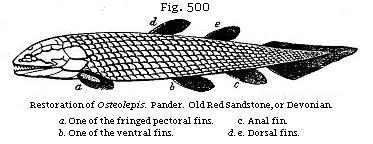 Fig. 500: Restoration of Osteolepis.