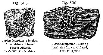 Fig. 505: Parka decipiens. In sandstone of lower beds of Old Red, Ley’s Mill,
Forfarshire. Fig. 506: Parka decipiens. In shale of Lower Old Red, Park Hill,
Fife.