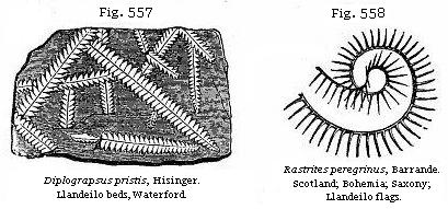 Fig. 557: Diplograpsus pristis. Fig. 558: Rastrites peregrinus.