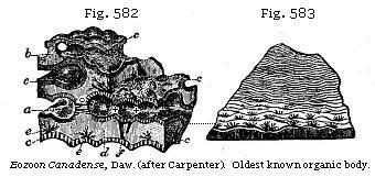 Fig. 582 and 583: Eozoon Canadense.