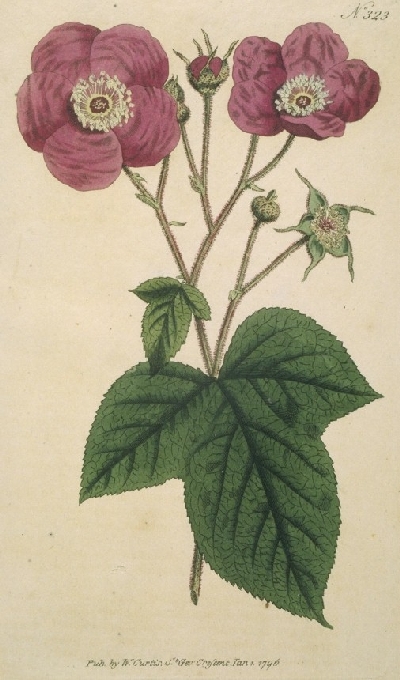 The Project Gutenberg eBook of Botanical Magazine or, Flower-Garden ...