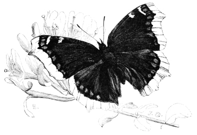 Acheter Papillon volant, Jouets volants magiques de fée de papillon volant, Jouet papillon alimenté par un élastique à remonter