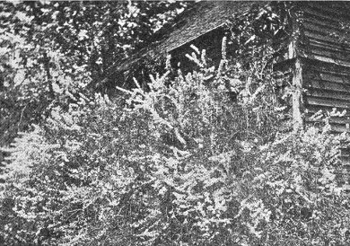 5-6' birch logs  Mayflower Greenhouse