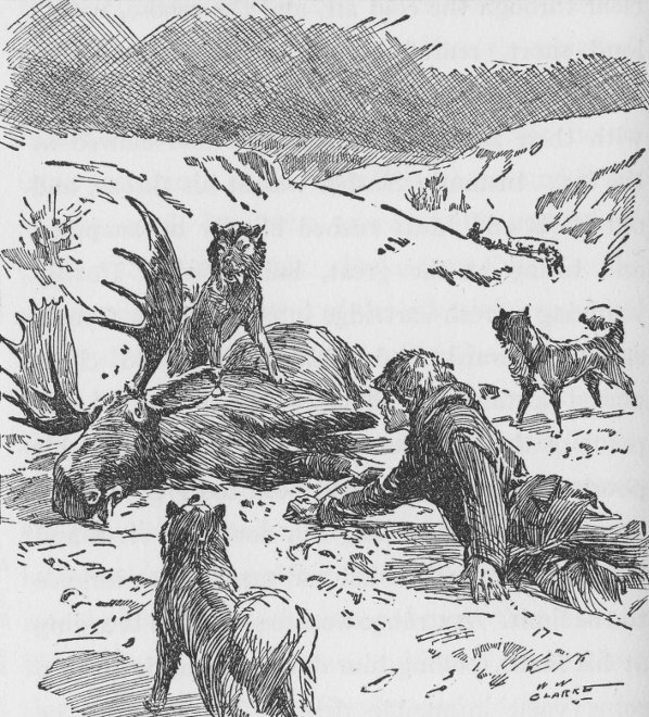 Mechanically he drew the knife from its sheath and dragged him
self to the body of the moose.