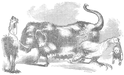 THE CHINESE MANDARIN HOG.—(See page 234.)