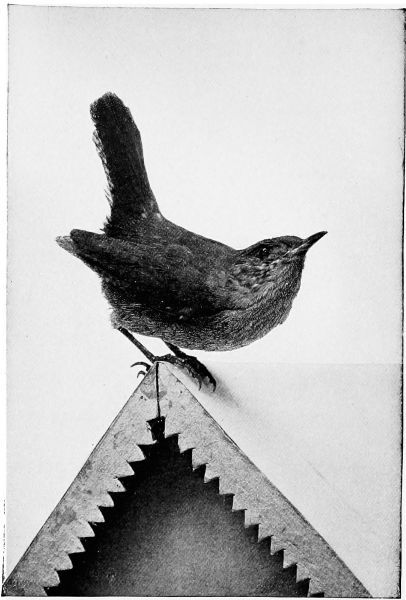 wren on roof of birdhouse