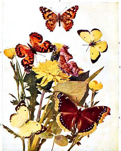 Blending five butterflies. (a)-(e) Input butterflies (112 vertices