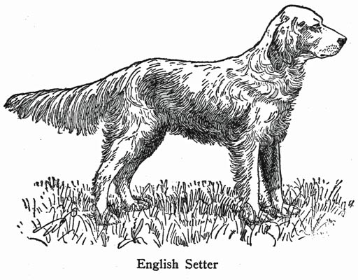 English Setter