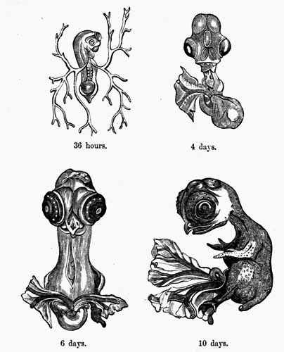 36 hours. 4 days.
6 days. 10 days.