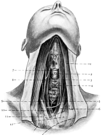 Anatomy of the Larynx and Trachea and the Position of Incisions
for the Operations in this Region