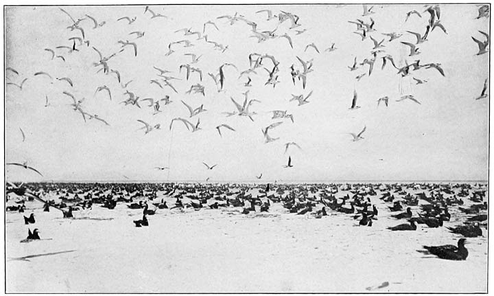 Scene on a Bird Island.