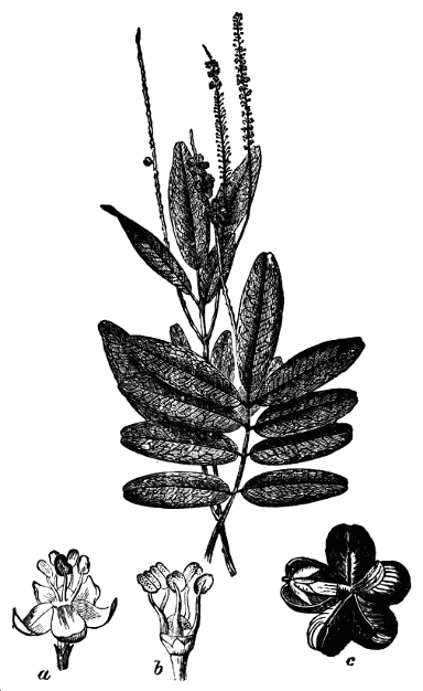 Image of Cascarilla Tree (colour litho)